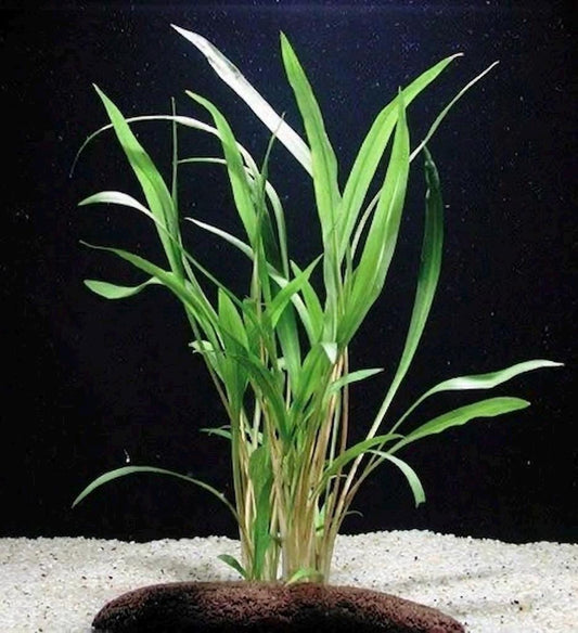 Crypt Parva Live Aquarium Plant  Cryptocoryne Parva Foreground Plant | Aquascape