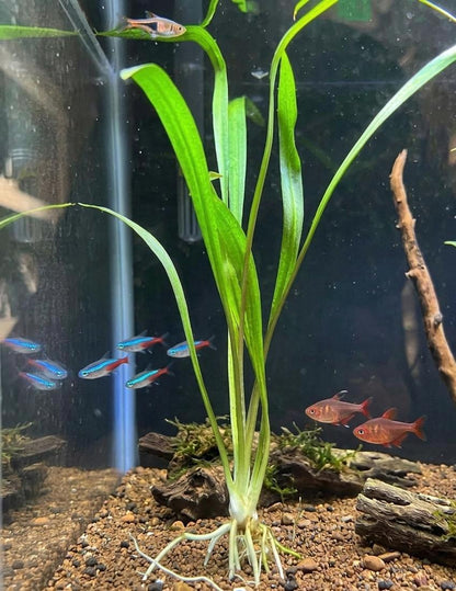 Crypt Parva Live Aquarium Plant  Cryptocoryne Parva Foreground Plant | Aquascape