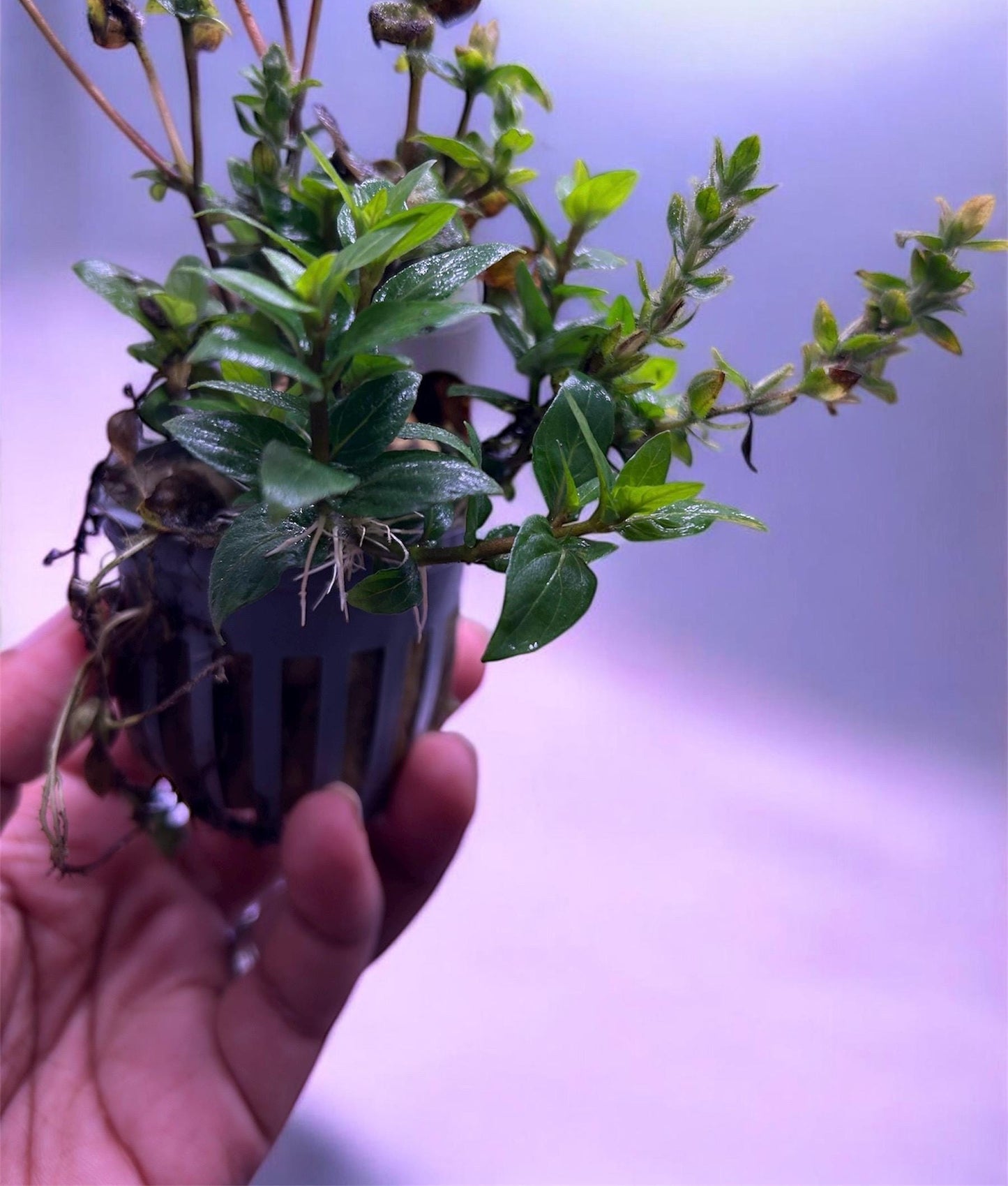 Staurogyne Repens Live Aquarium Plant | Easy Foreground Carpet Plant  Freshwater Aquascape Aquatic Plant
