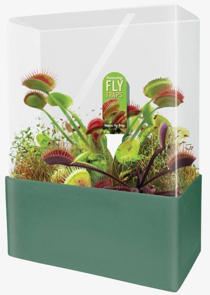 Venus Fly Trap Growing Kit  Carnivorous Plant Starter Kit  Live Flytrap Plant with Soil & Terrarium  Beginner Plant Kit