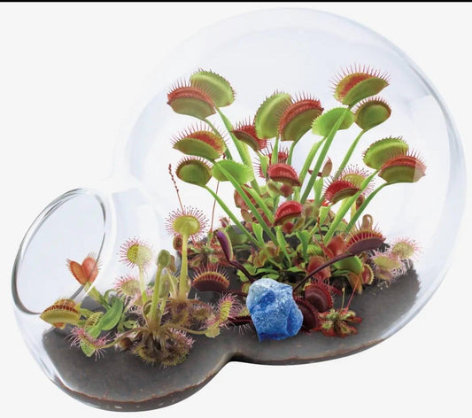 Venus Fly Trap and Sundew Growing Kit  Carnivorous Plant Starter Kit  Live Flytrap Plant with Soil & Terrarium  Beginner Plant Kit