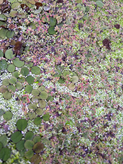 Fairy Moss Live Plant | Azolla Caroliniana | Floating Aquarium Pond Plant | Natural Shade & Nutrient Control - (3.5oz)
