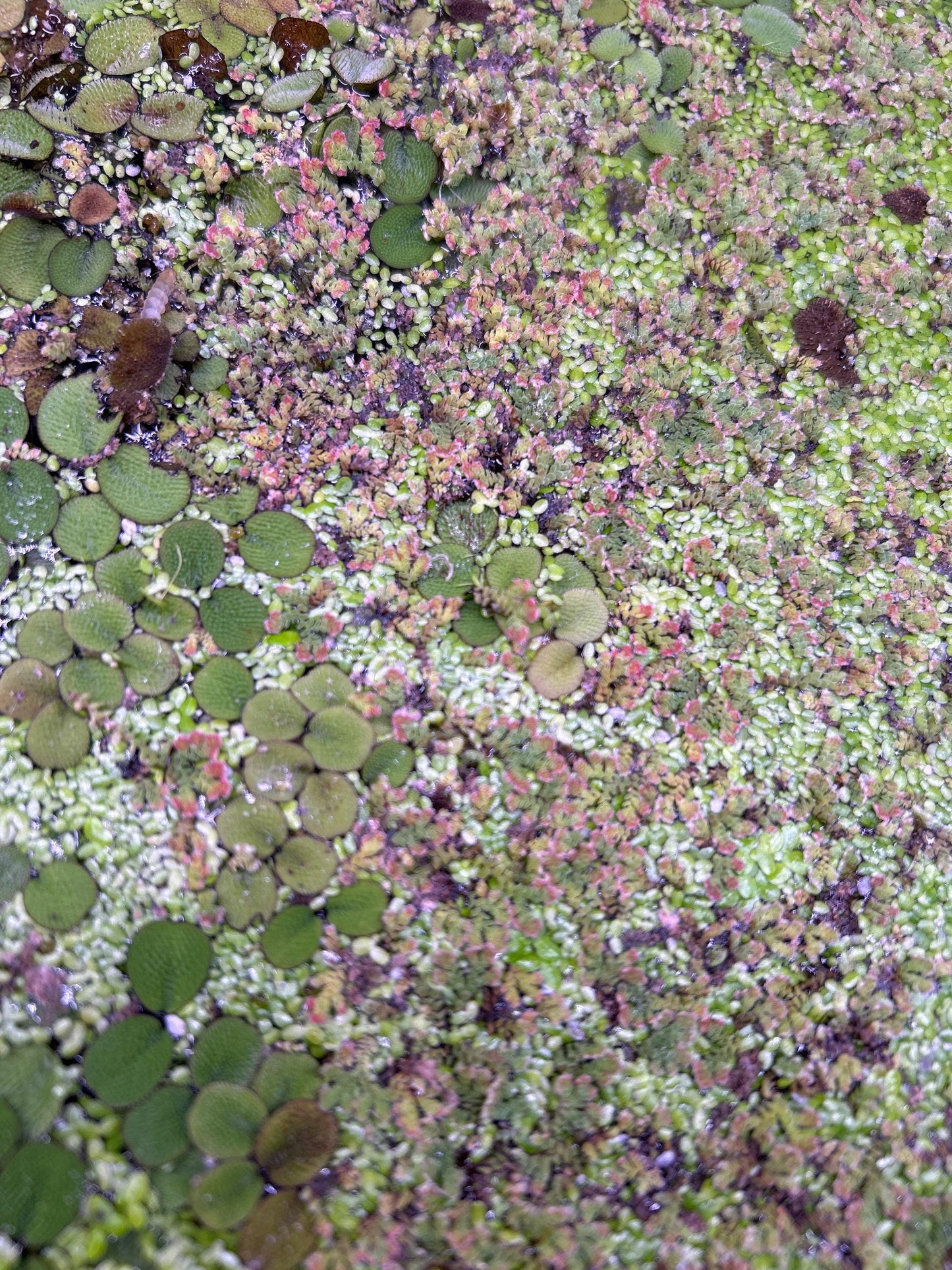 Fairy Moss Live Plant | Azolla Caroliniana | Floating Aquarium Pond Plant | Natural Shade & Nutrient Control - (3.5oz)