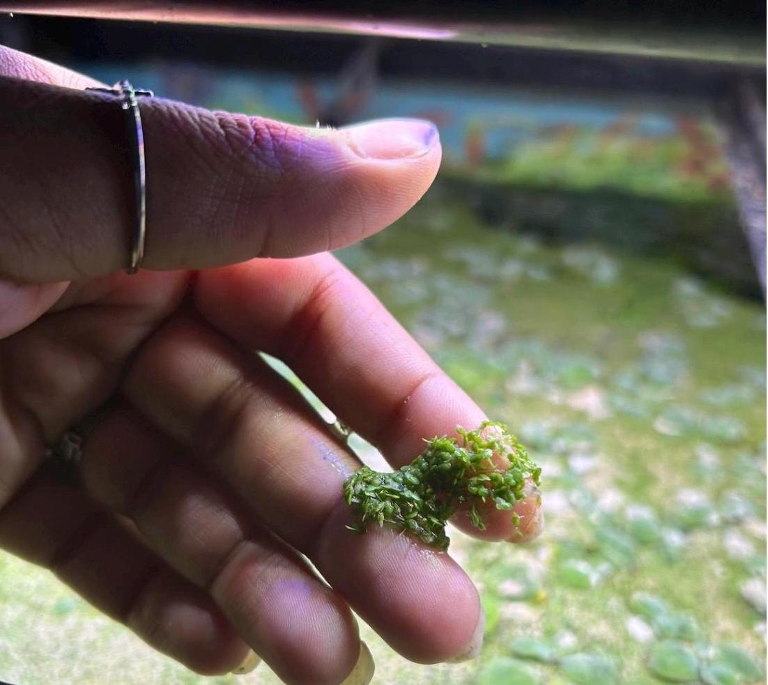 Fairy Moss and Duckweed | Live Plant Combo | Floating Aquarium Pond Plant | Natural Shade & Nutrient Control - (6oz total)
