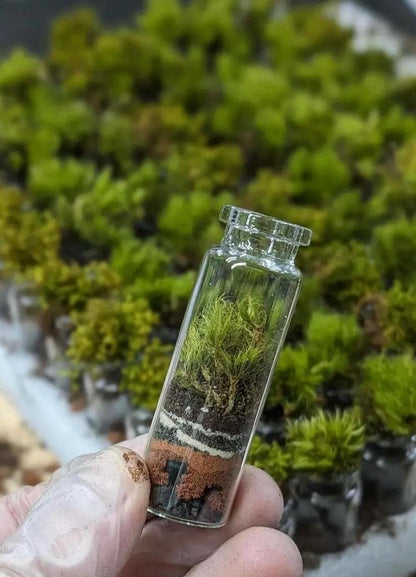 Pocket Terrarium | Self Sustaining Mini Ecosystem  Closed Moss Terrarium  Miniature Living Terrarium Jar  Desktop Nature Decor