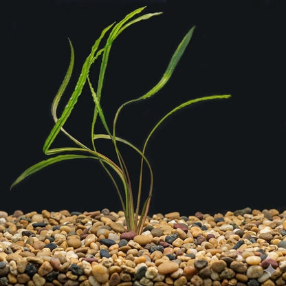 Cryptocoryne Spiralis | Tall Aquarium Plant for Freshwater Tanks