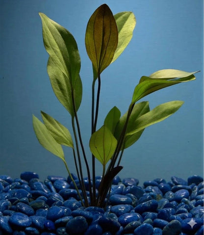 Melon Sword Aquarium Plant Live (Red or Green)  Echinodorus Bleheri Freshwater Plant  Easy Beginner Aquascape Plant