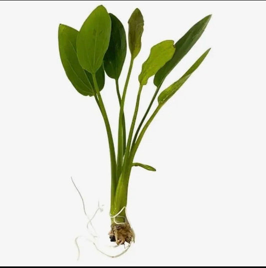 Green Radican Sword Aquarium Plant  Echinodorus Radicans Live Freshwater Plant  Easy Beginner Fish Tank Plant  Aquascape Background Plant