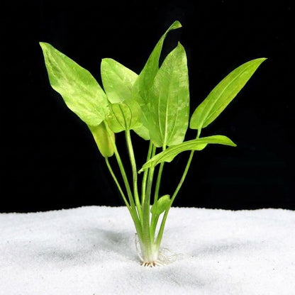 Marble Radican Queen Sword Plant  Echinodorus Marble Queen Live Aquarium Plant  Variegated Freshwater Fish Tank Plant  Aquascape Pla