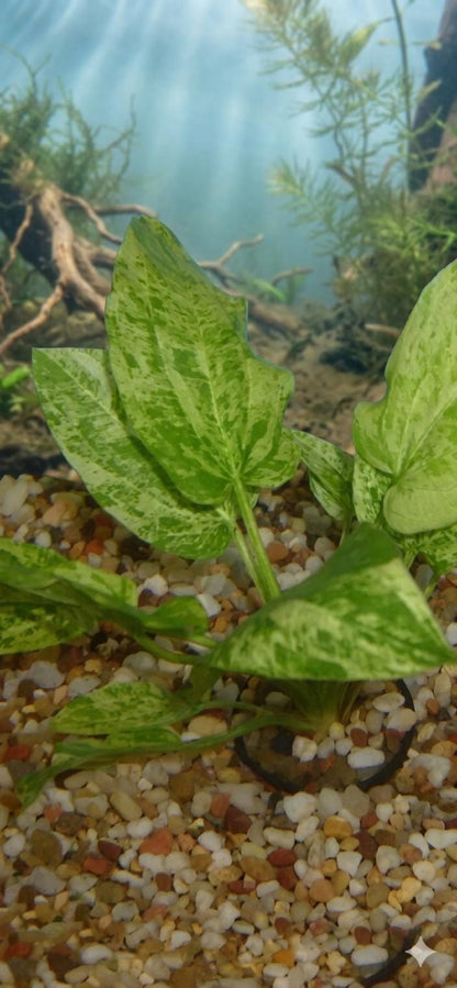 Marble Radican Queen Sword Plant  Echinodorus Marble Queen Live Aquarium Plant  Variegated Freshwater Fish Tank Plant  Aquascape Pla