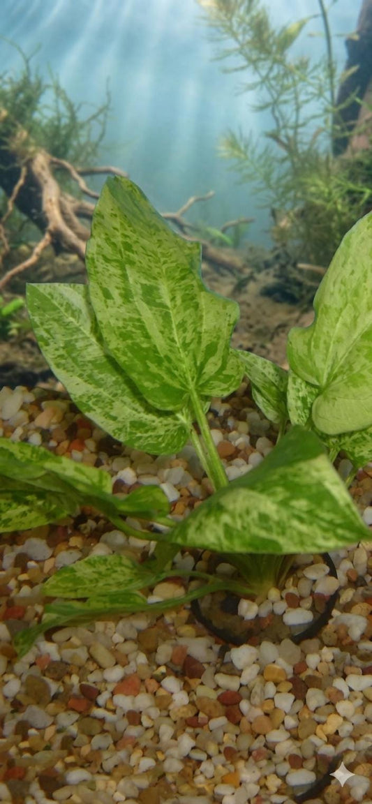 Marble Radican Queen Sword Plant  Echinodorus Marble Queen Live Aquarium Plant  Variegated Freshwater Fish Tank Plant  Aquascape Pla