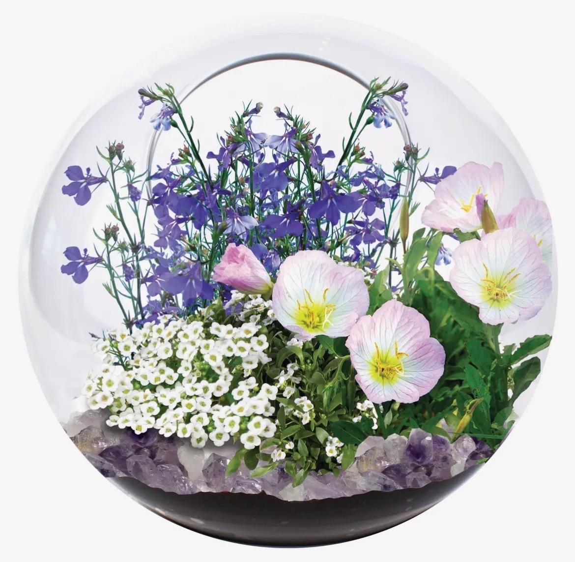 Mini Fairy Triad | Self-Sustaining Glass Terrarium | Flower Terrarium  Living Glass Terrarium Garden | Ecosystem Plant Display