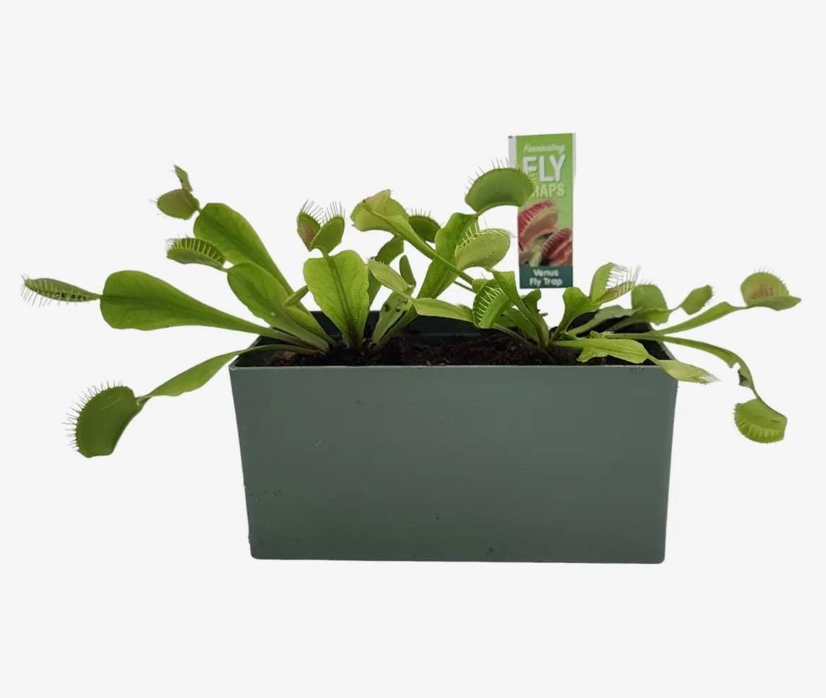Venus Fly Trap Growing Kit  Carnivorous Plant Starter Kit  Live Flytrap Plant with Soil & Terrarium  Beginner Plant Kit