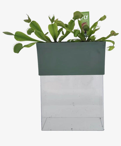 Venus Fly Trap Growing Kit  Carnivorous Plant Starter Kit  Live Flytrap Plant with Soil & Terrarium  Beginner Plant Kit