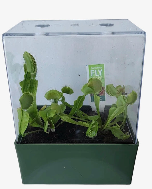 Venus Fly Trap Growing Kit  Carnivorous Plant Starter Kit  Live Flytrap Plant with Soil & Terrarium  Beginner Plant Kit