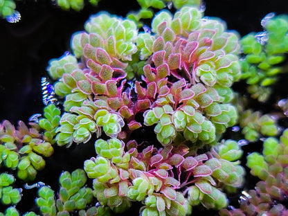 Fairy Moss and Duckweed | Live Plant Combo | Floating Aquarium Pond Plant | Natural Shade & Nutrient Control - (6oz total)