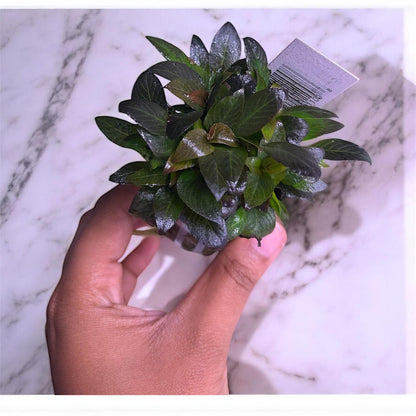 Hygrophila Corymbosa Compacta Potted Plant  Easy Freshwater Aquarium Plant  Midground Aquascape Plant  Live Fish Tank Plant