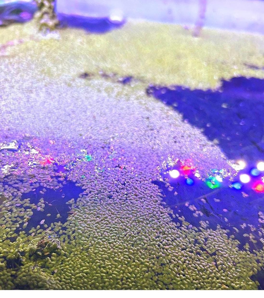 Fairy Moss and Duckweed | Live Plant Combo | Floating Aquarium Pond Plant | Natural Shade & Nutrient Control - (6oz total)