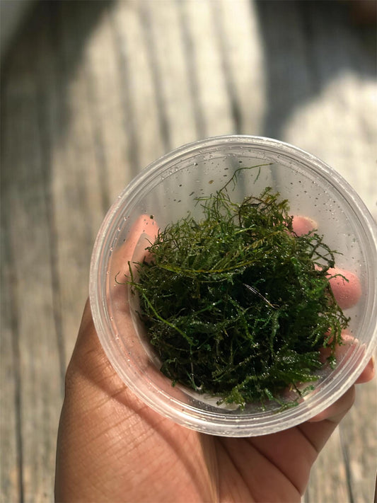 Taiwan Moss Live Aquarium Plant | Java Moss Alternative | Shrimp Tank Moss, Betta Fish Plant, Aquascaping Carpet Moss, Easy Low Light Plant