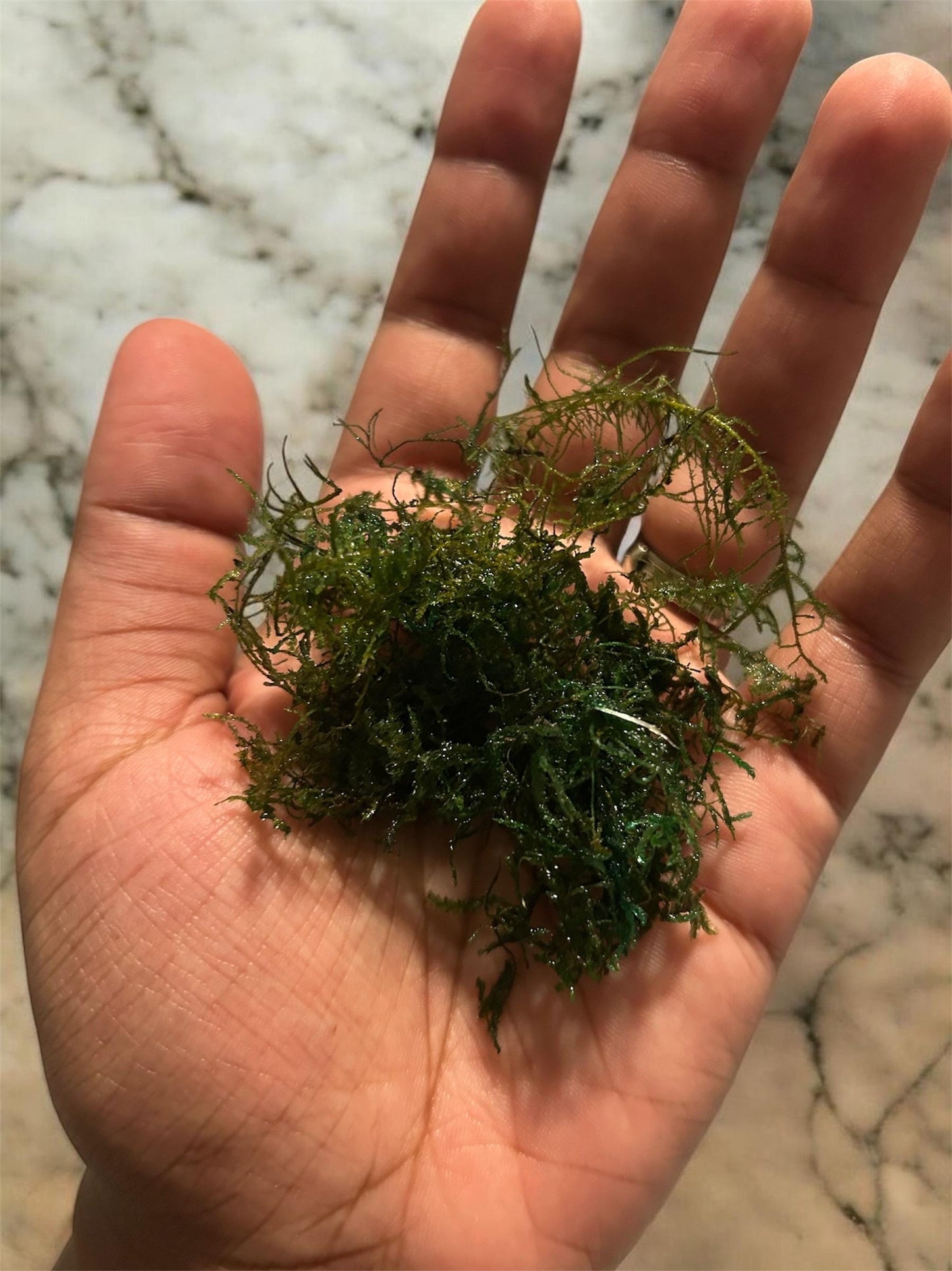 Taiwan Moss Live Aquarium Plant | Java Moss Alternative | Shrimp Tank Moss, Betta Fish Plant, Aquascaping Carpet Moss, Easy Low Light Plant