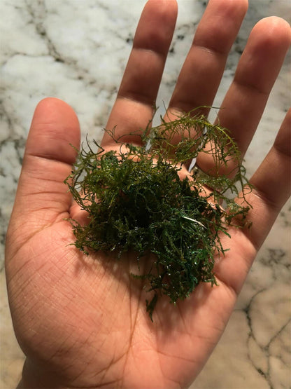 Taiwan Moss Live Aquarium Plant | Java Moss Alternative | Shrimp Tank Moss, Betta Fish Plant, Aquascaping Carpet Moss, Easy Low Light Plant