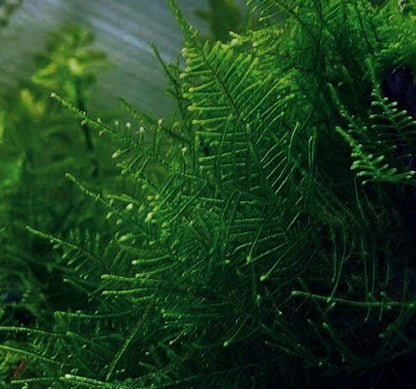 Taiwan Moss Live Aquarium Plant | Java Moss Alternative | Shrimp Tank Moss, Betta Fish Plant, Aquascaping Carpet Moss, Easy Low Light Plant
