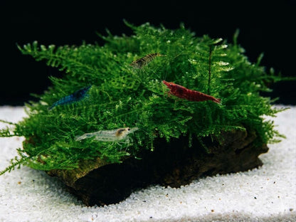 Taiwan Moss Live Aquarium Plant | Java Moss Alternative | Shrimp Tank Moss, Betta Fish Plant, Aquascaping Carpet Moss, Easy Low Light Plant