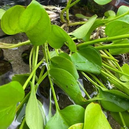 American Frogbit Live Aquarium Plant | Floating Fish Tank Plant | Betta Shrimp Safe | Easy Low Light Aquatic Plant | Natural Nitrate Remover