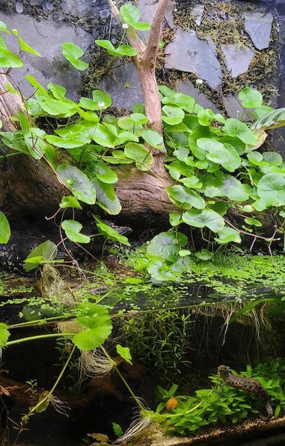 Brazilian Pennywort Potted | Live Aquarium Plant | Hydrocotyle Leucocephala | Easy Floating or Planted Stem Plant | Fish Tank Aquatic Plant