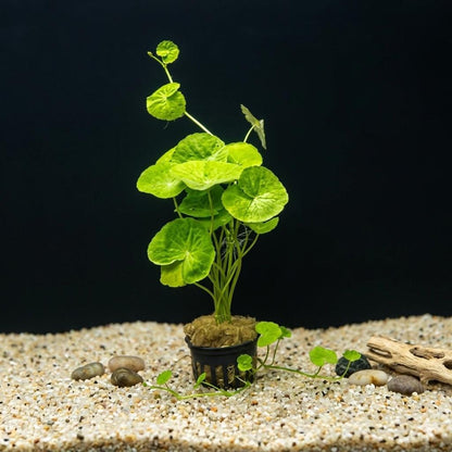 Brazilian Pennywort Potted | Live Aquarium Plant | Hydrocotyle Leucocephala | Easy Floating or Planted Stem Plant | Fish Tank Aquatic Plant