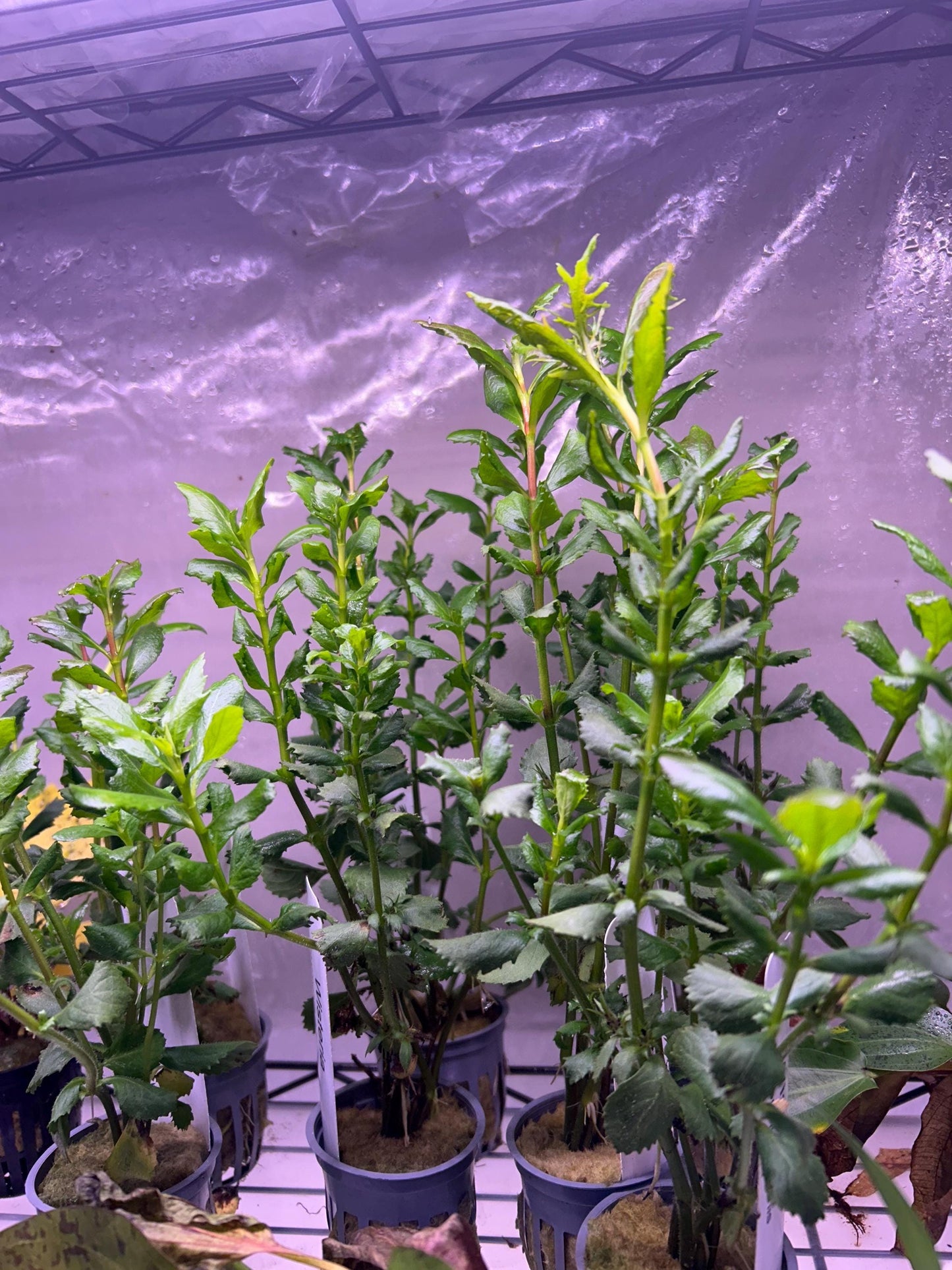 Water Wisteria (Hygrophila difformis) - Live Aquarium Plant - Beginner Plant - Low Maintenance