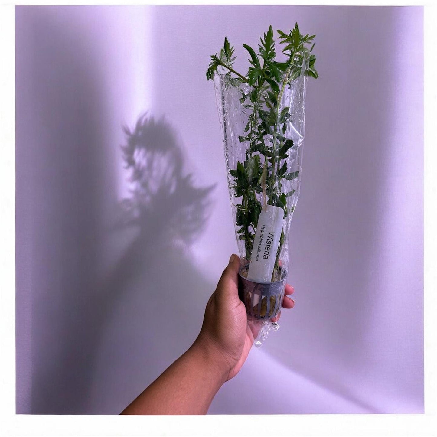 Water Wisteria (Hygrophila difformis) - Live Aquarium Plant - Beginner Plant - Low Maintenance