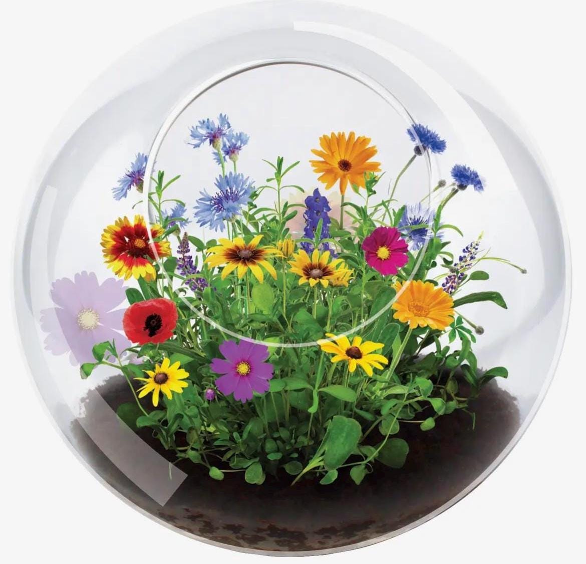 Wildflowers Glass Terrarium, Mini Indoor Garden, Botanical Home Decor, Unique Nature Gift, Low Maintenance Plant Display