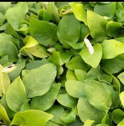 Anubias Golden Nana Live Aquarium Plant | Rare Yellow Anubias Barteri | Low Light Freshwater Plant | Beginner Friendly Aquascape Plant