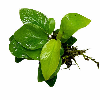 Anubias Golden Nana Live Aquarium Plant | Rare Yellow Anubias Barteri | Low Light Freshwater Plant | Beginner Friendly Aquascape Plant