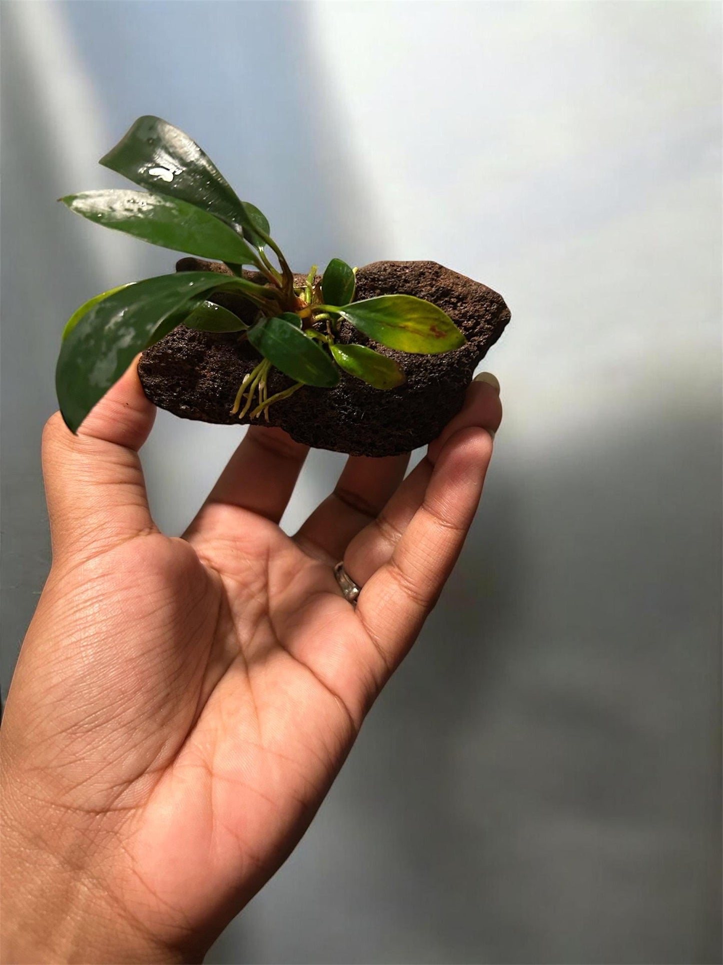 Anubias on Lava Rock | Live Aquarium Plant | Easy Low Light Aquatic Plant | Betta & Shrimp Safe | Natural Aquascape Decor | Beginner