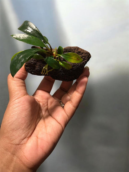 Anubias on Lava Rock | Live Aquarium Plant | Easy Low Light Aquatic Plant | Betta & Shrimp Safe | Natural Aquascape Decor | Beginner