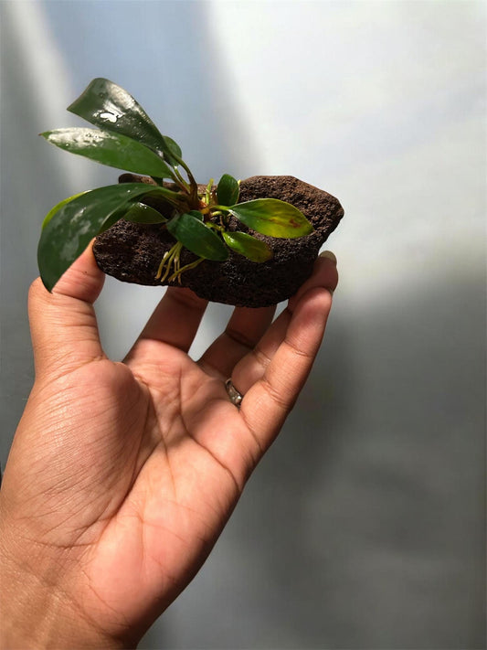 Anubias on Lava Rock | Live Aquarium Plant | Easy Low Light Aquatic Plant | Betta & Shrimp Safe | Natural Aquascape Decor | Beginner