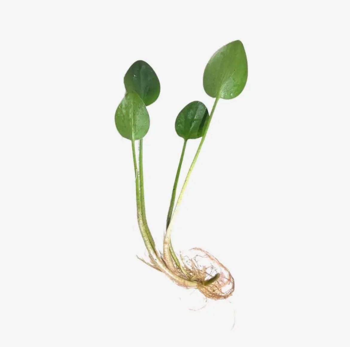 American Frogbit Live Aquarium Plant | Floating Fish Tank Plant | Betta Shrimp Safe | Easy Low Light Aquatic Plant | Natural Nitrate Remover