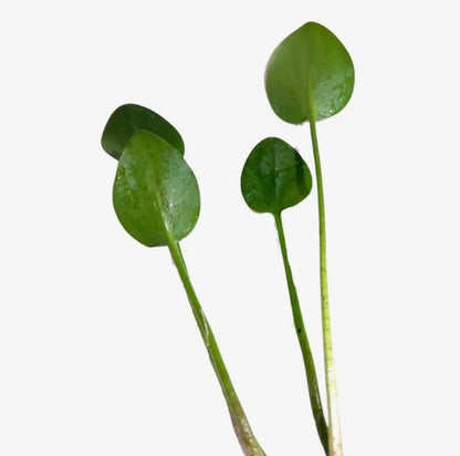 American Frogbit Live Aquarium Plant | Floating Fish Tank Plant | Betta Shrimp Safe | Easy Low Light Aquatic Plant | Natural Nitrate Remover