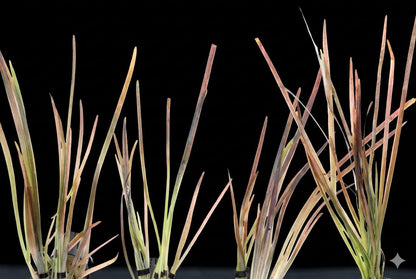 Red Jungle Vallisneria (gigantea rubra) Live Aquarium Plant | Easy Background Freshwater Plant