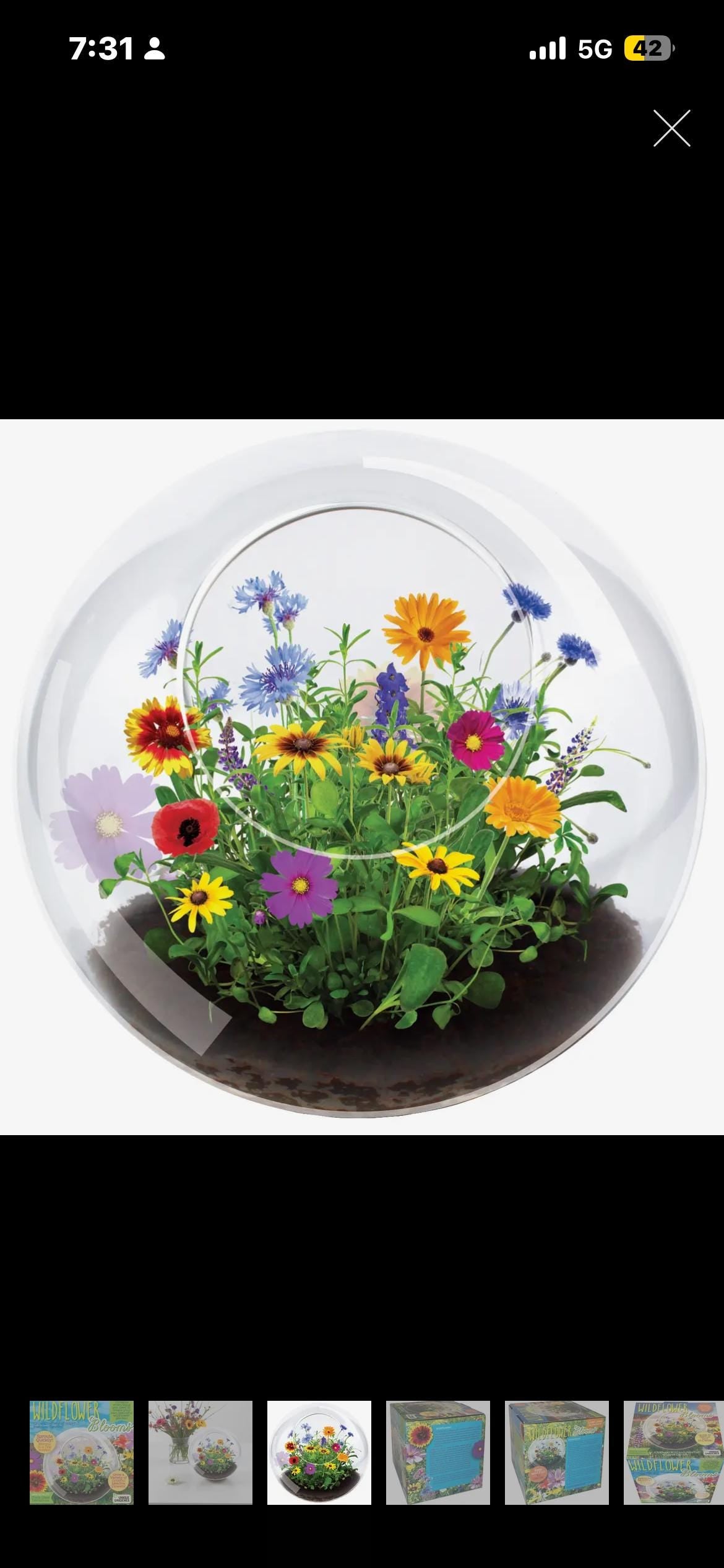 Mini Fairy Triad | Self-Sustaining Glass Terrarium | Flower Terrarium  Living Glass Terrarium Garden | Ecosystem Plant Display