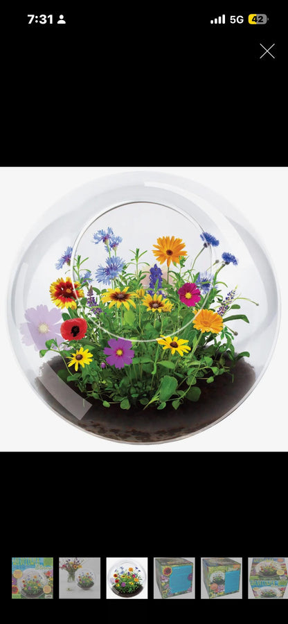 Mini Fairy Triad | Self-Sustaining Glass Terrarium | Flower Terrarium  Living Glass Terrarium Garden | Ecosystem Plant Display