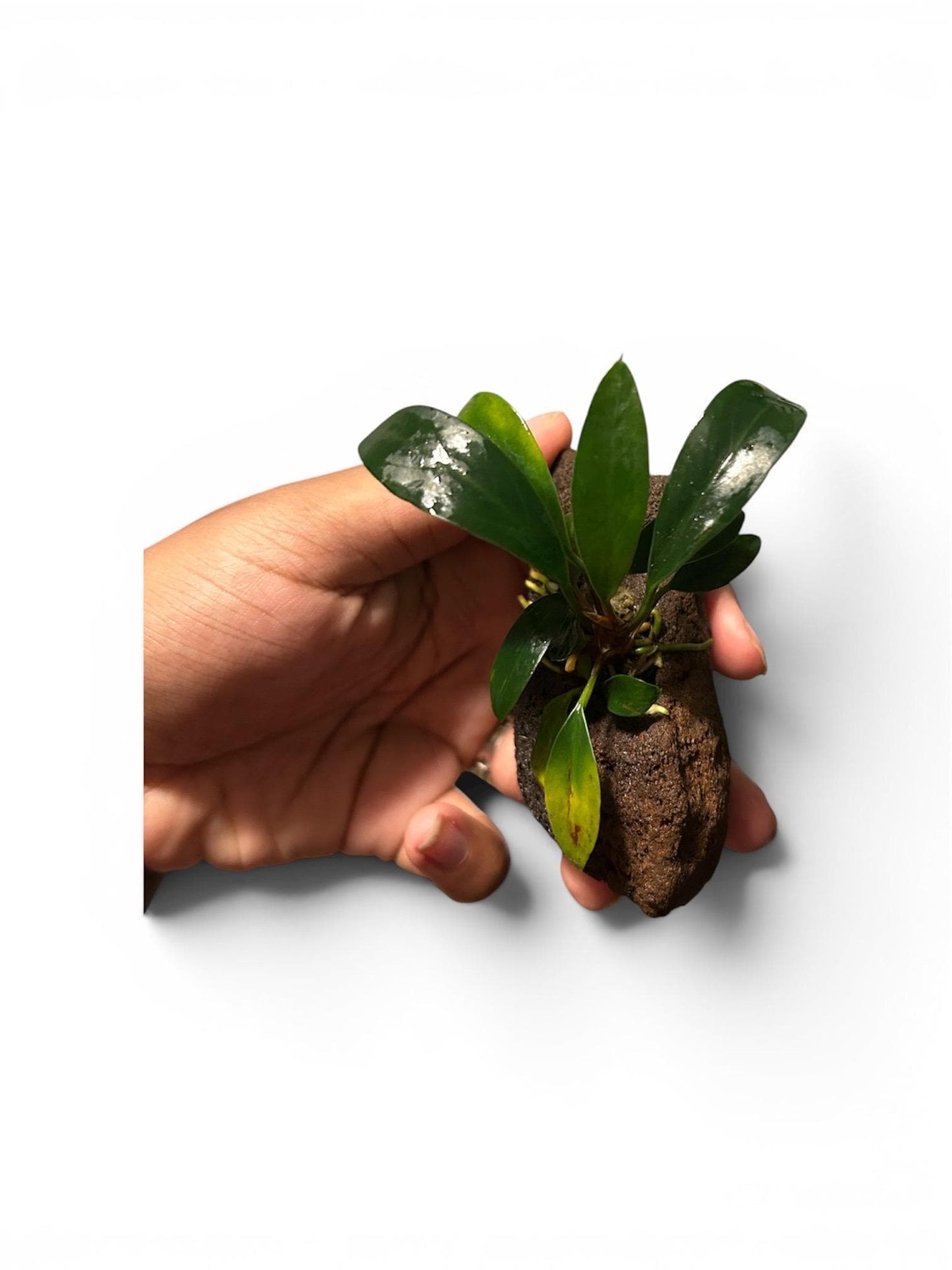 Anubias on Lava Rock | Live Aquarium Plant | Easy Low Light Aquatic Plant | Betta & Shrimp Safe | Natural Aquascape Decor | Beginner