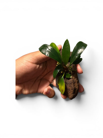 Anubias on Lava Rock | Live Aquarium Plant | Easy Low Light Aquatic Plant | Betta & Shrimp Safe | Natural Aquascape Decor | Beginner