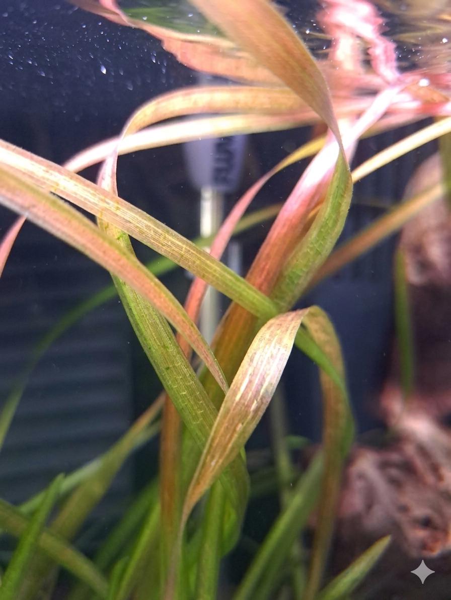 Red Jungle Vallisneria (gigantea rubra) Live Aquarium Plant | Easy Background Freshwater Plant