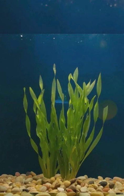 Corkscrew Jungle Vallisneria (Vallisneria contortionist / spiralis var. contorta) Live - Beginner Aquarium Plant