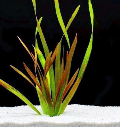 Corkscrew Jungle Vallisneria (Vallisneria contortionist / spiralis var. contorta) Live - Beginner Aquarium Plant