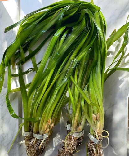 Corkscrew Jungle Vallisneria (Vallisneria contortionist / spiralis var. contorta) Live - Beginner Aquarium Plant
