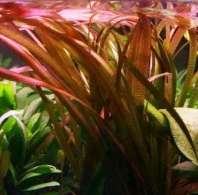 Red Jungle Vallisneria (gigantea rubra) Live Aquarium Plant | Easy Background Freshwater Plant